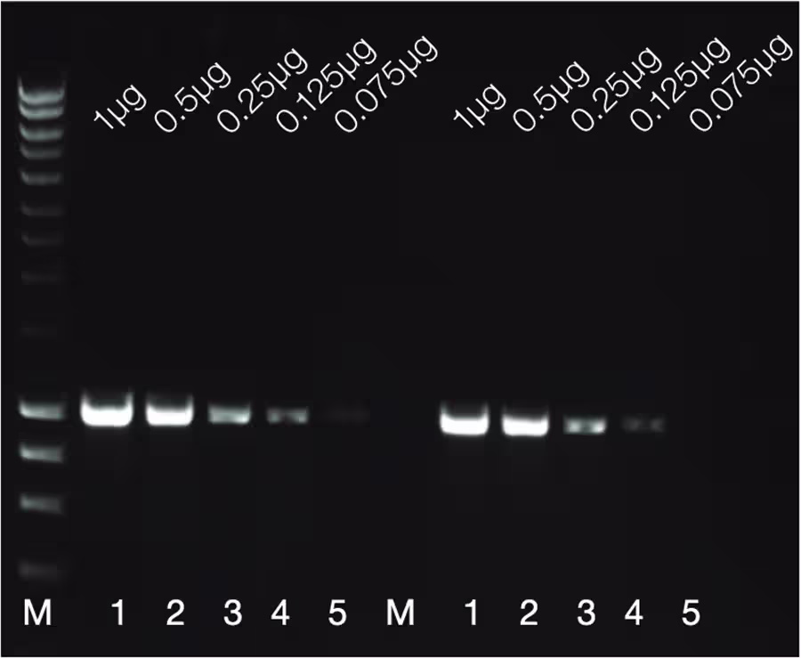 DNA gel electrophoresis image with two panels: lanes labeled M, 1–5 on the left and right; faint DNA bands visible in each lane, with sample amounts indicated at the top in micrograms.