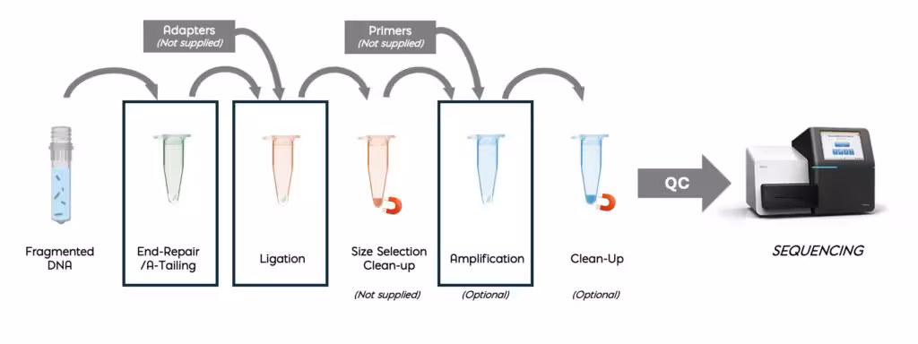 Schematic of DNA sequencing library prep—from fragmented DNA through end-repair, ligation, size selection, amplification, cleanup, to sequencing.