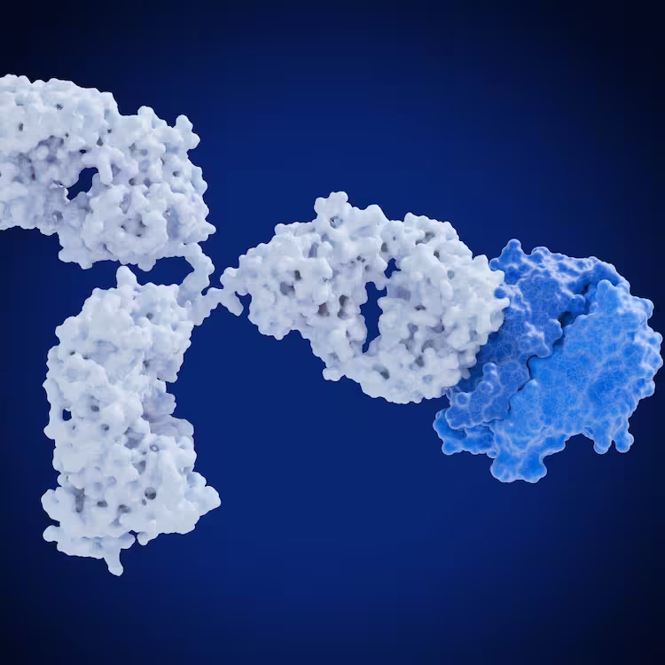 Molecular illustration of antibody proteins (white) binding to a blue antigen against a dark blue background
