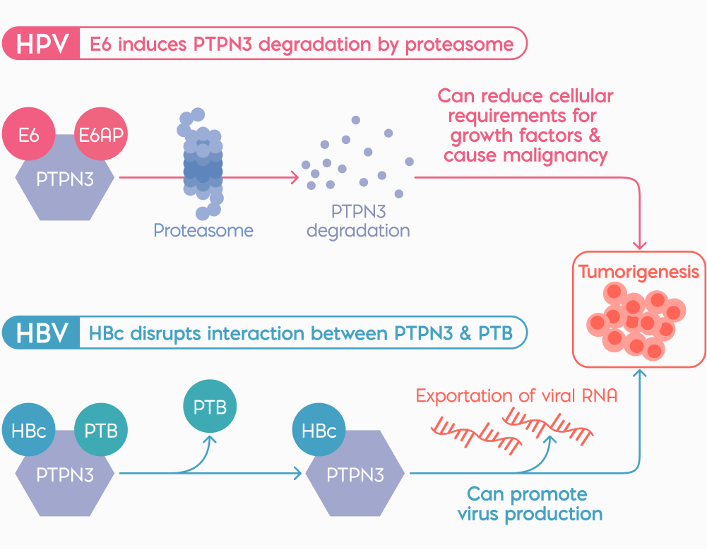 Schematic of potential commonalities in the molecular mechanisms between HPV and HBV in tumorigenesis