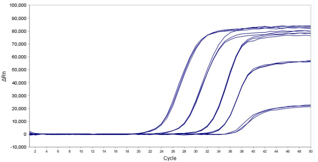 Overlay of qPCR amplification curves (ΔRn) vs cycle; several samples show exponential increase after cycle ~30–40.
