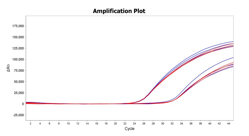 qPCR amplification plot showing baseline then exponential rise; blue and red curves across cycles, ΔRn on y-axis.
