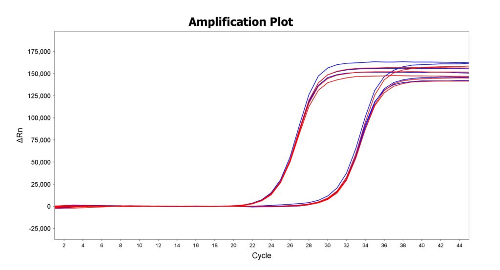 Amplification plot with blue and red qPCR curves over cycles 2–44; y-axis ΔRn up to 175,000, showing amplification starting around cycle 28–32.