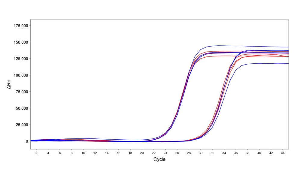 qPCR amplification plot with blue and red curves showing ΔRn rising after cycle ~28; multiple sample curves indicating amplification signals across cycles 2–44.
