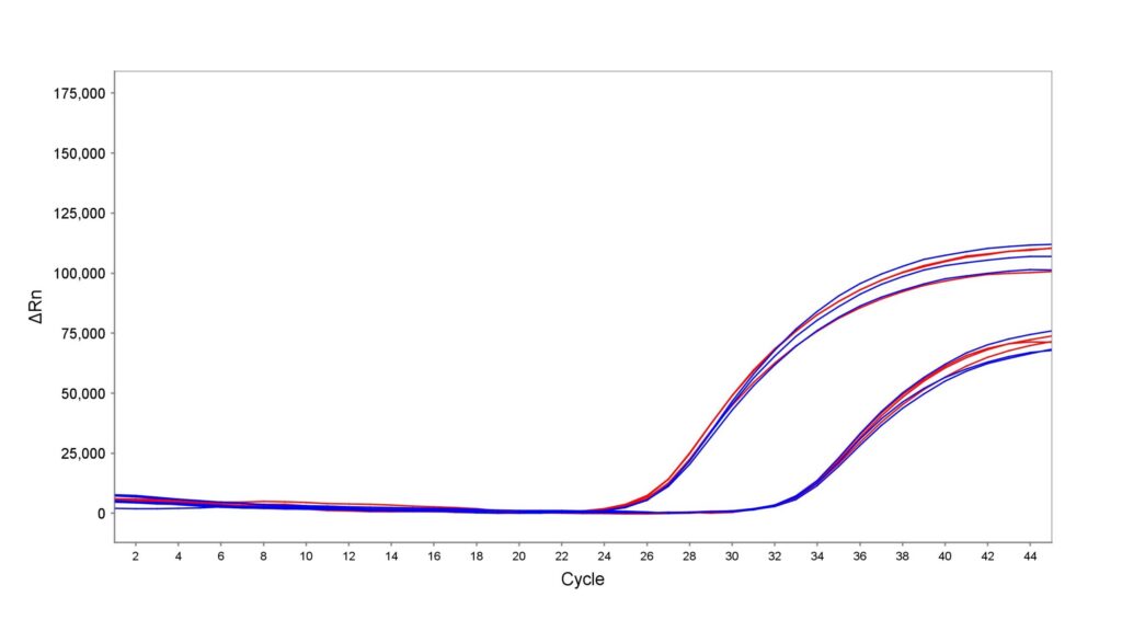PCR amplification curves showing ΔRn increasing with Cycle for blue and red lines; curves rise steeply after cycle ~22 and plateau near 100k–175k.