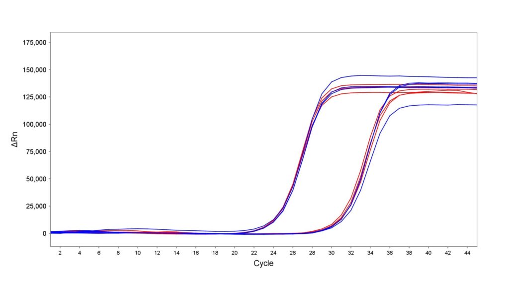 Line graph of qPCR amplification curves plotting ΔRn (vertical) against Cycle (horizontal); multiple blue and red curves rise sharply around cycles 28–32, then plateau near 125,000–150,000.