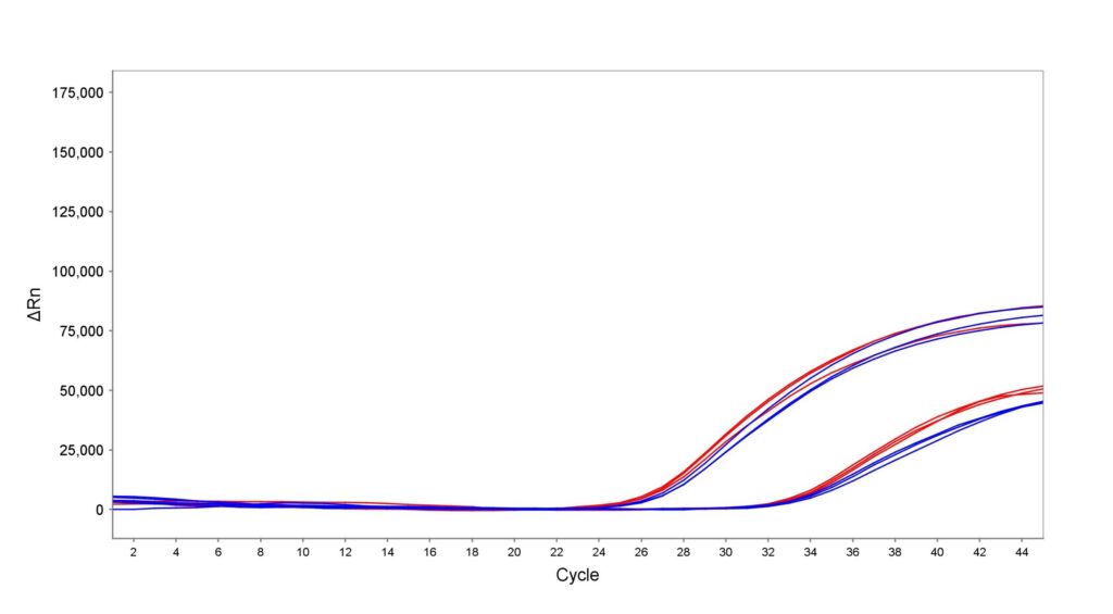 Line chart of ΔRn vs Cycle for multiple samples (blue and red curves) showing amplification increasing after cycle ~25.