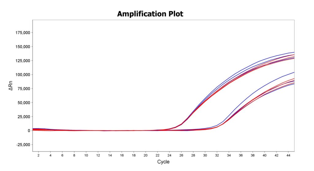 Amplification plot with ΔRn on the y-axis and cycle on the x-axis; blue and red curves rise as amplification occurs in multiple samples.