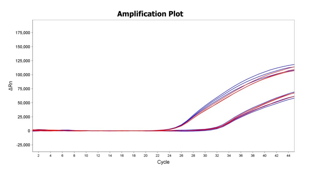 Amplification plot showing ΔRn vs cycle with blue and red curves rising after cycle ~20.