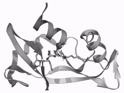 RNase Inhibitors