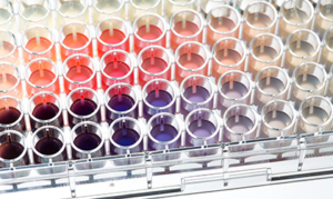 Row of clear test tubes with colored liquids in a metal rack, arranged from red to purple.