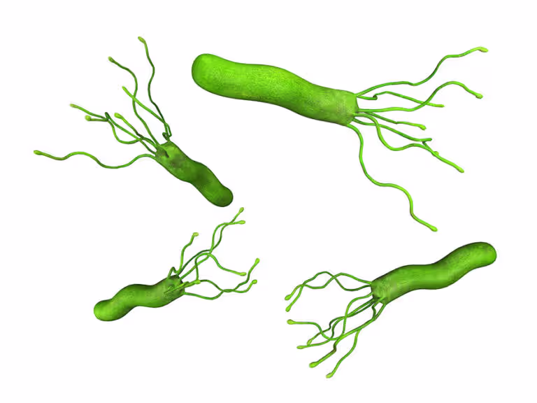 Four green, elongated tubers with curly rootlets on a white background.