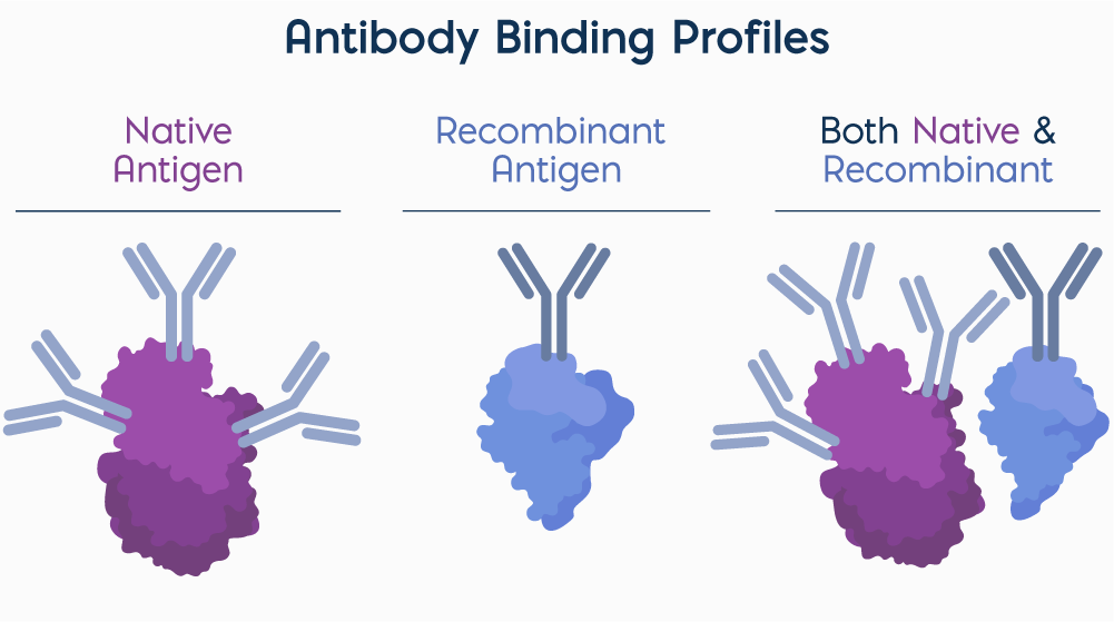 Antibody Binding Profiles